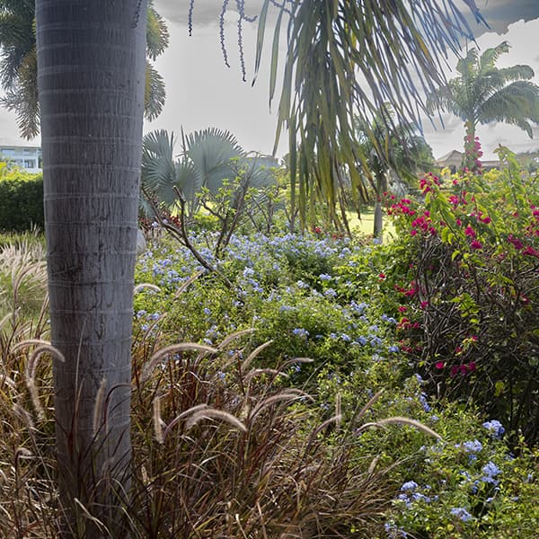 The beautiful garden at Lelant, Barbados
